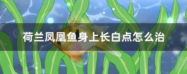 鳳凰魚治療藥物選擇指南：鳳凰魚治療藥物選擇指南鳳凰魚治療藥物選擇指南 其他寵物 第5張