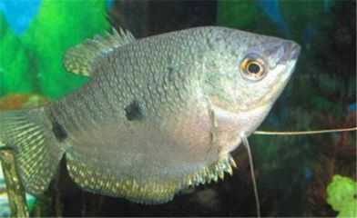 魚(yú)皰病的治療方法：魚(yú)皰病怎么治療 其他寵物 第2張