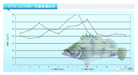 鱖魚養(yǎng)殖成本構(gòu)成詳解：鱖魚養(yǎng)殖成本主要包括哪些方面 其他寵物 第5張