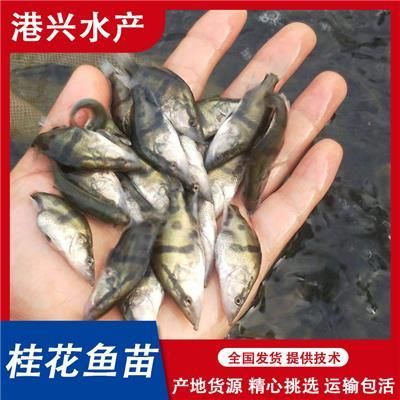 塘鲺魚苗運(yùn)輸防逃技術(shù)方法：塘鲺魚苗運(yùn)輸成本控制策略, 其他寵物 第5張