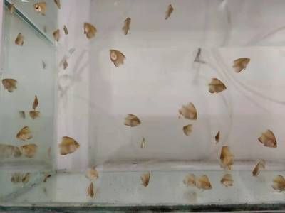 魚苗飼料防潮存儲方法：摘要魚苗飼料防潮存儲方法對于維持魚苗健康生長至關(guān)重要 其他寵物 第3張