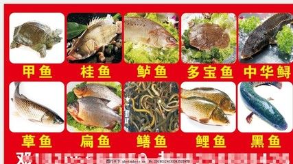 活魚批發(fā)市場(chǎng)魚苗種類價(jià)格：活魚批發(fā)市場(chǎng)上的魚苗種類及價(jià)格信息及價(jià)格信息 其他寵物 第3張