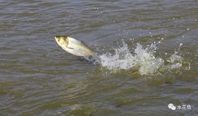 魚(yú)類適宜溶氧值范圍：魚(yú)類適宜的溶氧值范圍