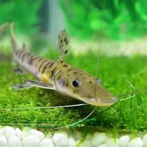 月光鴨嘴魚飼料保存指南：月光鴨嘴魚飼料的最佳保存方法 其他寵物 第2張