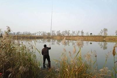 蘆葦叢釣魚最佳時段：蘆葦叢釣魚的最佳時段 其他寵物 第1張