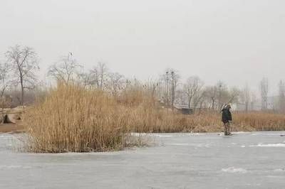 蘆葦叢釣魚最佳時段：蘆葦叢釣魚的最佳時段 其他寵物 第3張