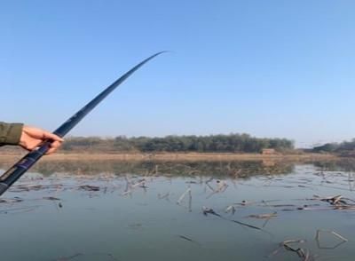 蘆葦叢釣魚最佳時段：蘆葦叢釣魚的最佳時段 其他寵物 第2張