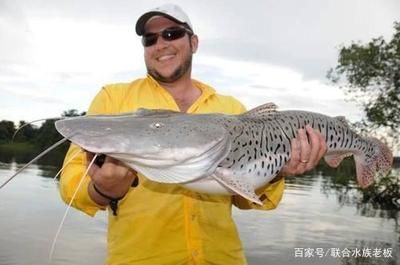 鴨嘴鯊魚適宜的水質(zhì)參數(shù)：鴨嘴鯊魚適合的水質(zhì)參數(shù) 其他寵物 第2張