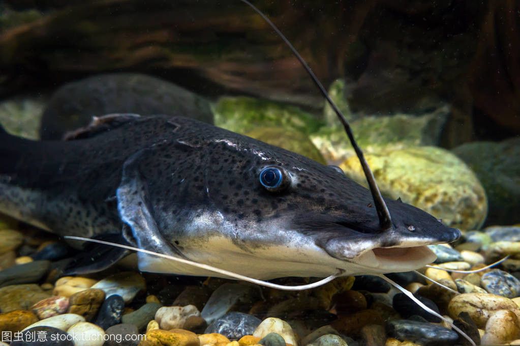 亞馬遜鲇魚食物鏈層級(jí)分析：亞馬遜鲇魚在食物鏈中的位置和作用 其他寵物 第2張