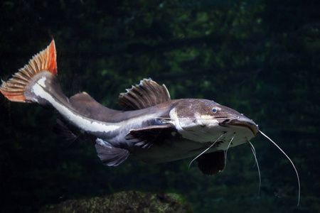 亞馬遜鲇魚食物鏈層級(jí)分析：亞馬遜鲇魚在食物鏈中的位置和作用 其他寵物 第4張