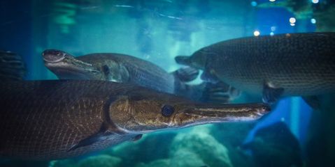 亞馬遜鲇魚食物鏈層級(jí)分析：亞馬遜鲇魚在食物鏈中的位置和作用 其他寵物 第5張