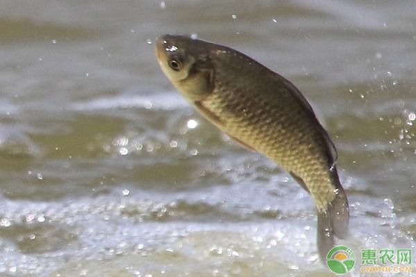 元寶鯽魚常見疾病預(yù)防：元寶鯽魚疫苗接種時機 其他寵物 第3張