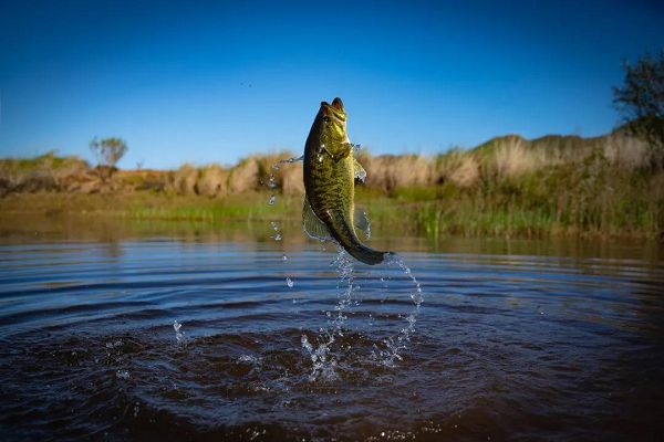 魚苗氨氮超標預(yù)防措施：預(yù)防魚苗養(yǎng)殖過程中氨氮超標的方法 其他寵物 第4張