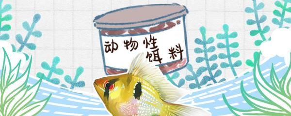 元寶鳳凰魚專用飼料成分：元寶鳳凰魚專用飼料的主要成分和特點 其他寵物 第5張