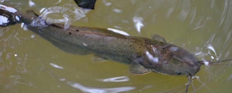 塘鲺魚(yú)苗水質(zhì)管理方法：塘鲺魚(yú)苗在水質(zhì)管理上需要注意水體的清潔度和溶解氧水平