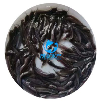 塘鲺魚(yú)苗水質(zhì)管理方法：塘鲺魚(yú)苗在水質(zhì)管理上需要注意水體的清潔度和溶解氧水平 其他寵物 第4張