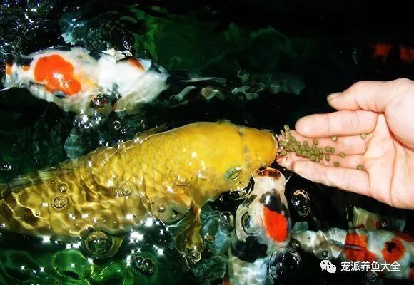 錦鯉飼料選擇指南：錦鯉飼料選擇,錦鯉飼料動物性與植物性區(qū)別 其他寵物 第4張