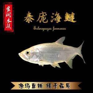 泰龐海鰱魚(yú)繁殖飼料選擇：關(guān)于泰龐海鰱魚(yú)繁殖飼料選擇的建議 其他寵物 第2張