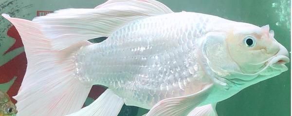 泰龐海鰱魚(yú)繁殖飼料選擇：關(guān)于泰龐海鰱魚(yú)繁殖飼料選擇的建議 其他寵物 第4張