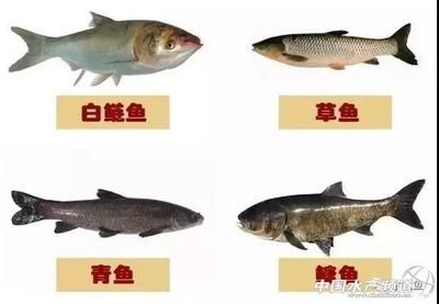 不同魚類對(duì)水質(zhì)要求差異：不同種類的魚類對(duì)水質(zhì)的要求存在差異，觀賞魚水質(zhì)管理技巧 其他寵物 第3張