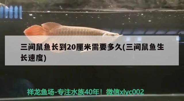 三間魚活餌料的自然捕撈技巧：三間魚餌料選擇指南,活餌料保存方法,三間魚釣法技巧分享 其他寵物 第3張