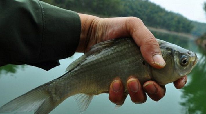 夏季釣元寶鯽技巧：夏季釣元寶鯽需要注意什么？ 其他寵物 第3張