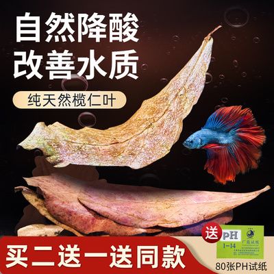 欖仁葉降酸的最佳時機(jī)：如何判斷欖仁葉降酸的最佳時機(jī) 其他寵物 第2張