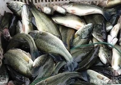 在線購買魚苗飼料注意事項：在線購買魚苗飼料時需要注意以下幾個要點以確保購買到高質量產品 其他寵物 第5張