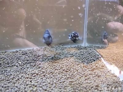 在線購買魚苗飼料注意事項：在線購買魚苗飼料時需要注意以下幾個要點以確保購買到高質量產品 其他寵物 第2張