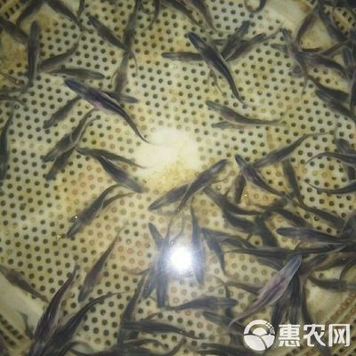 如何提高鴨嘴魚存活率：如何提高鴨嘴魚的存活率 其他寵物 第4張