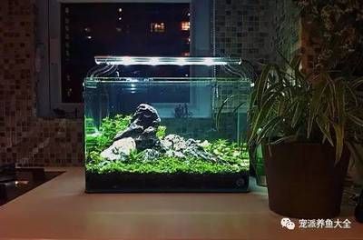 水族箱內(nèi)如何設(shè)置隱蔽處：在水族箱內(nèi)設(shè)置隱蔽處對于保護(hù)生物和增加觀賞性非常重要 其他寵物 第1張