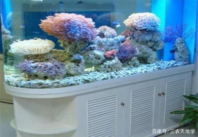 水族箱內(nèi)如何設(shè)置隱蔽處：在水族箱內(nèi)設(shè)置隱蔽處對于保護(hù)生物和增加觀賞性非常重要 其他寵物 第4張