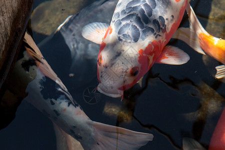 龍魚尾巴分叉還能長(zhǎng)好嗎：龍魚尾巴分叉了怎么辦？ 水族問答 第1張