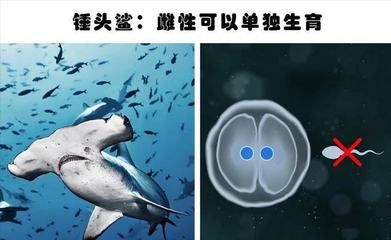 鯊魚卵生繁殖的研究進(jìn)展：全球變暖對鯊魚繁殖的具體影響 其他寵物 第1張