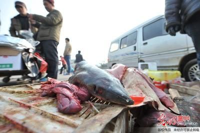 國際鯊魚保護(hù)條約內(nèi)容：國際鯊魚保護(hù)條約 其他寵物 第5張