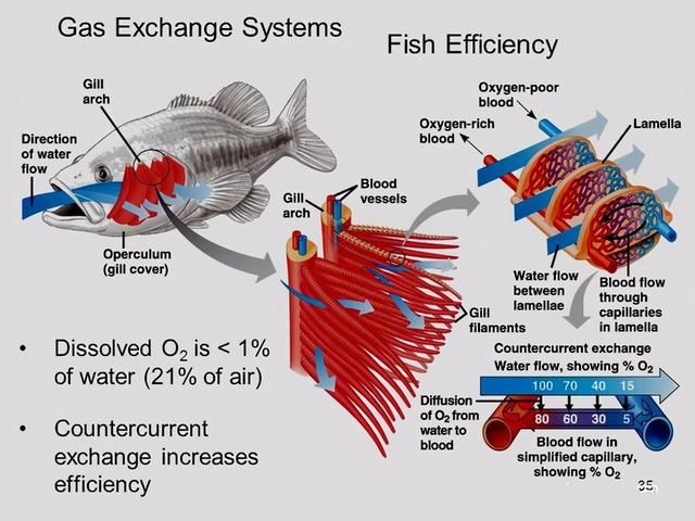 如何辨別魚的新陳代謝：關(guān)于魚的新陳代謝 其他寵物 第3張