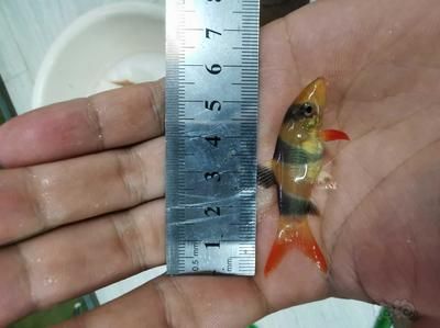 三間鼠魚專用活餌選購指南：三間鼠魚專用活餌選購指南三間鼠魚活餌喂養(yǎng)誤區(qū) 其他寵物 第3張