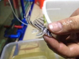 野彩魚繁殖期餌料自制方法：野彩魚繁殖期飼料配方，自制魚類繁殖餌料成分分析 其他寵物 第5張