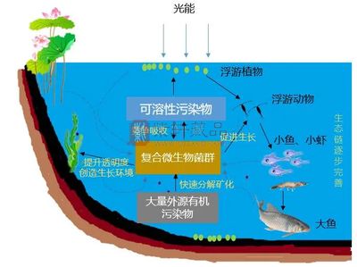 浮游生物培養(yǎng)技術要點：浮游生物培養(yǎng)技術 其他寵物 第5張