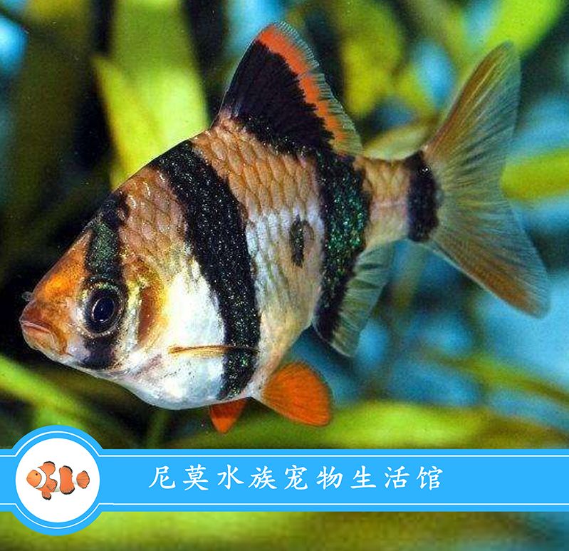 熱帶魚混養(yǎng)常見疾病預防：如何有效預防熱帶魚混養(yǎng)中常見的疾病問題 其他寵物 第3張