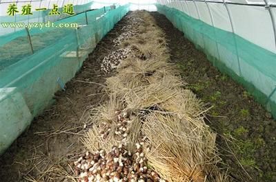 飼料儲存室濕度控制要點：飼料儲存室濕度控制 其他寵物 第3張