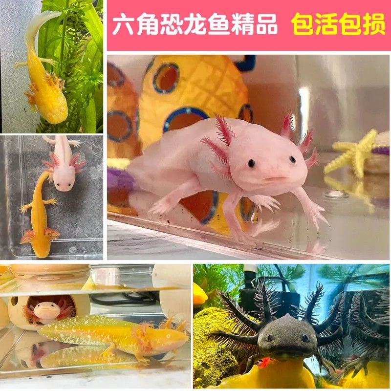 六角恐龍魚能吃小魚嗎：六角恐龍魚可以吃小魚嗎 其他寵物 第5張