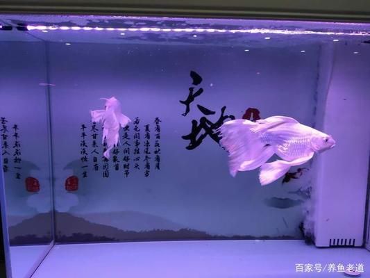 水族箱水質(zhì)調(diào)節(jié)的常見誤區(qū)：關(guān)于水族箱水質(zhì)調(diào)節(jié)的常見誤區(qū) 其他寵物 第5張