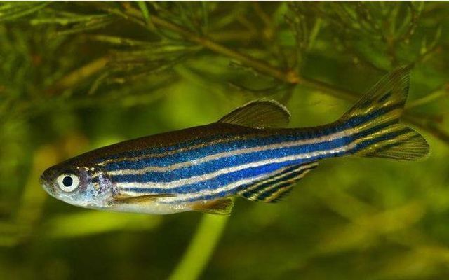 斑馬魚飼料選擇技巧：斑馬魚飼料選擇技巧，探索斑馬魚飼養(yǎng)中食物種類與喂養(yǎng)方式 其他寵物 第5張