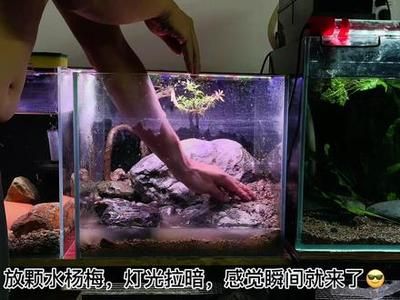 提高水族箱生物多樣性的方法：如何提高水族箱生物多樣性 其他寵物 第4張