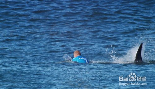 鯊魚攻擊后的自救方法：鯊魚攻擊后如何自救，鯊魚攻擊后的心理自救方法至關重要 其他寵物 第1張