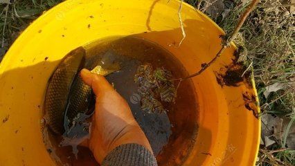 雪鯽魚低溫存活技巧：低溫下鯽魚餌料選擇指南 其他寵物 第4張