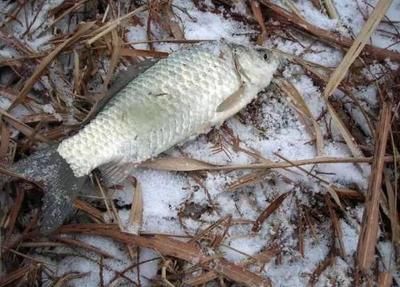 雪鯽魚低溫存活技巧：低溫下鯽魚餌料選擇指南 其他寵物 第1張