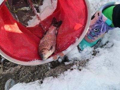 雪鯽魚低溫存活技巧：低溫下鯽魚餌料選擇指南 其他寵物 第2張