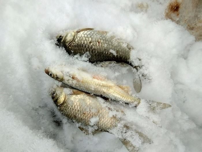 雪鯽魚低溫存活技巧：低溫下鯽魚餌料選擇指南 其他寵物 第6張